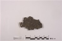 藏品(黑囊基衣屬 )的圖片